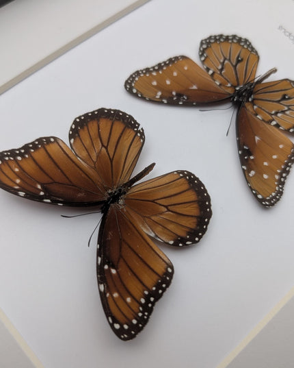 Framed queen butterfly taxidermy: entomology gift, 8x10"