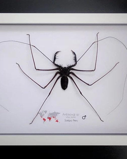Framed whip spider taxidermy, ethically sourced entomology gift