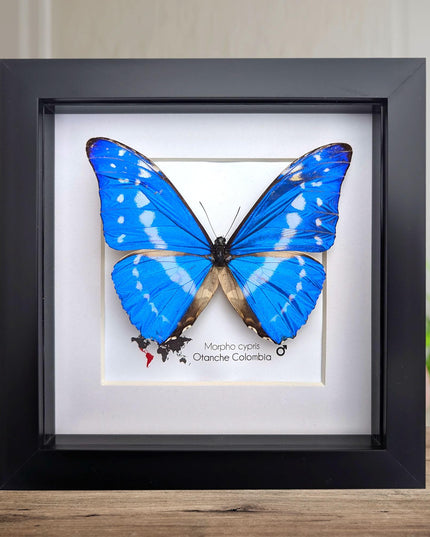 Framed morpho cypris butterfly: iridescent blue nature art