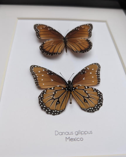 Framed queen butterfly taxidermy: entomology gift, 8x10"