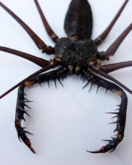 Framed whip spider taxidermy, ethically sourced entomology gift