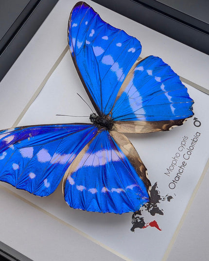 Framed morpho cypris butterfly: iridescent blue nature art