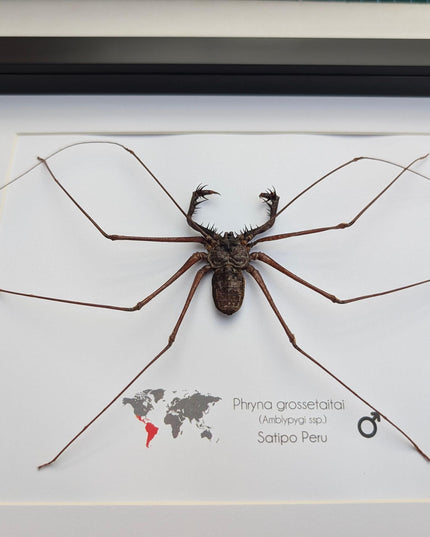 Framed whip spider taxidermy, ethically sourced entomology gift