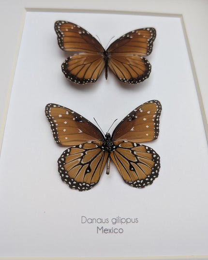Framed queen butterfly taxidermy: entomology gift, 8x10"