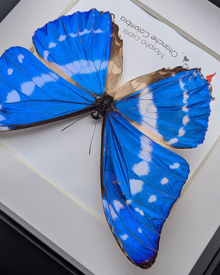Framed morpho cypris butterfly: iridescent blue nature art
