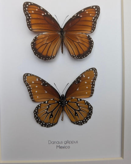 Framed queen butterfly taxidermy: entomology gift, 8x10"