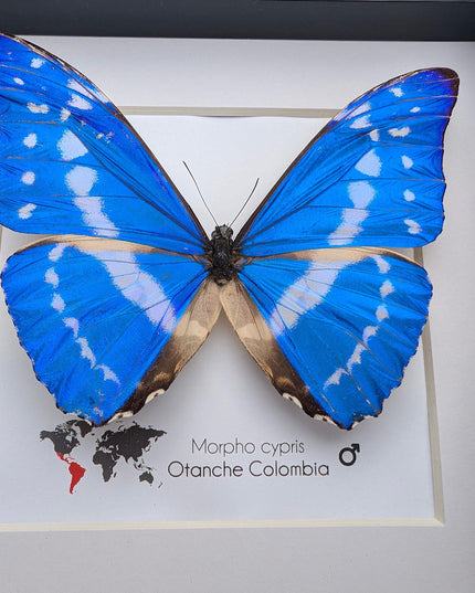 Framed morpho cypris butterfly: iridescent blue nature art
