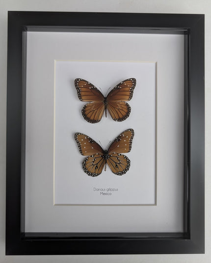 Framed queen butterfly taxidermy: entomology gift, 8x10"