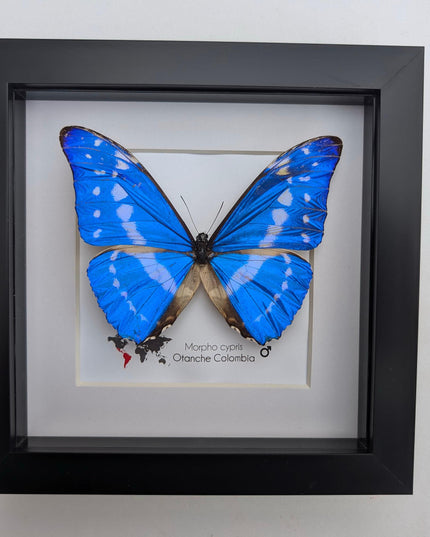 Framed morpho cypris butterfly: iridescent blue nature art