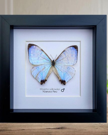 Framed sulkowsky's blue morpho butterfly: 6"x6" mother of pearl display