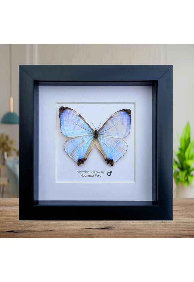 Framed sulkowsky's blue morpho butterfly: 6"x6" mother of pearl display