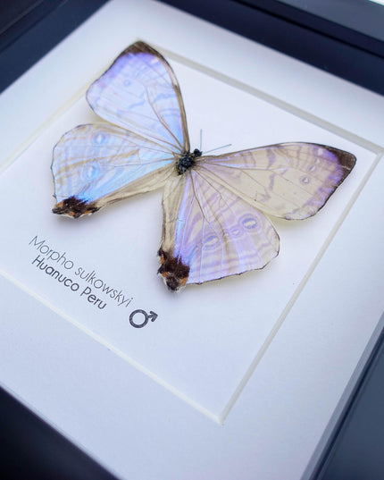 Framed sulkowsky's blue morpho butterfly: 6"x6" mother of pearl display