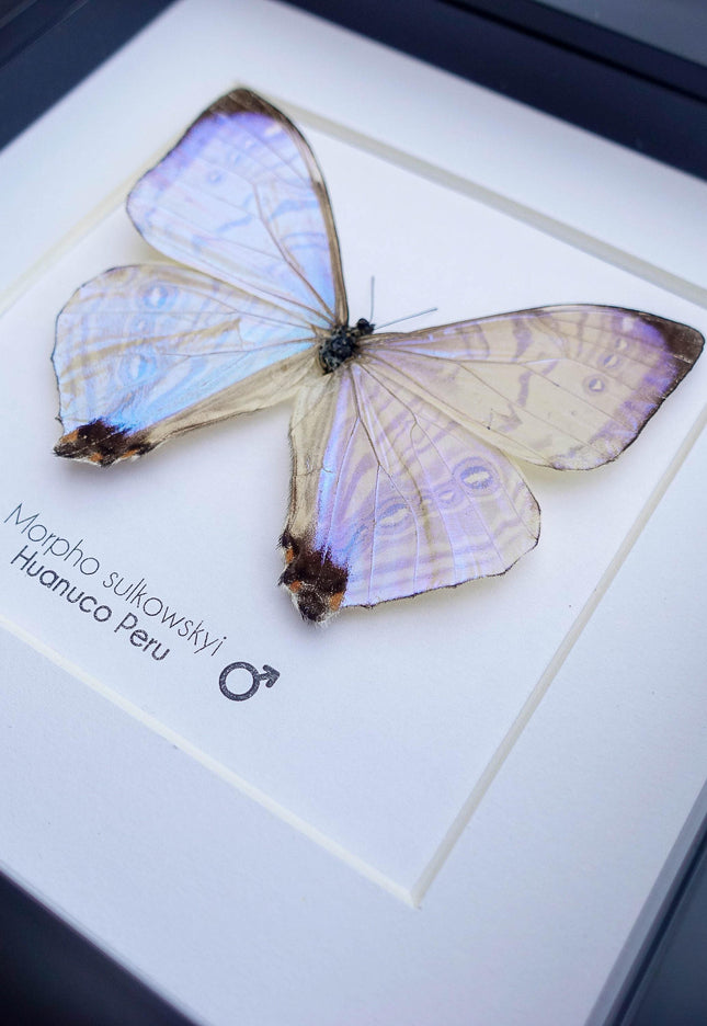 Framed sulkowsky's blue morpho butterfly: 6"x6" mother of pearl display