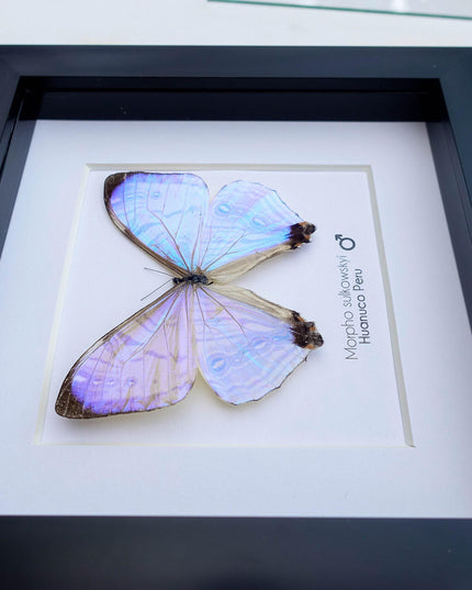 Framed sulkowsky's blue morpho butterfly: 6"x6" mother of pearl display