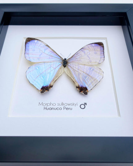 Framed sulkowsky's blue morpho butterfly: 6"x6" mother of pearl display