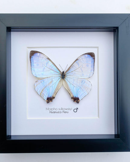 Framed sulkowsky's blue morpho butterfly: 6"x6" mother of pearl display