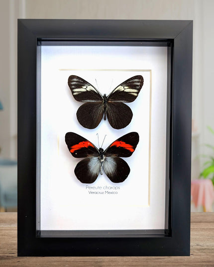 Framed black ghost butterfly pair: ethically sourced nature art