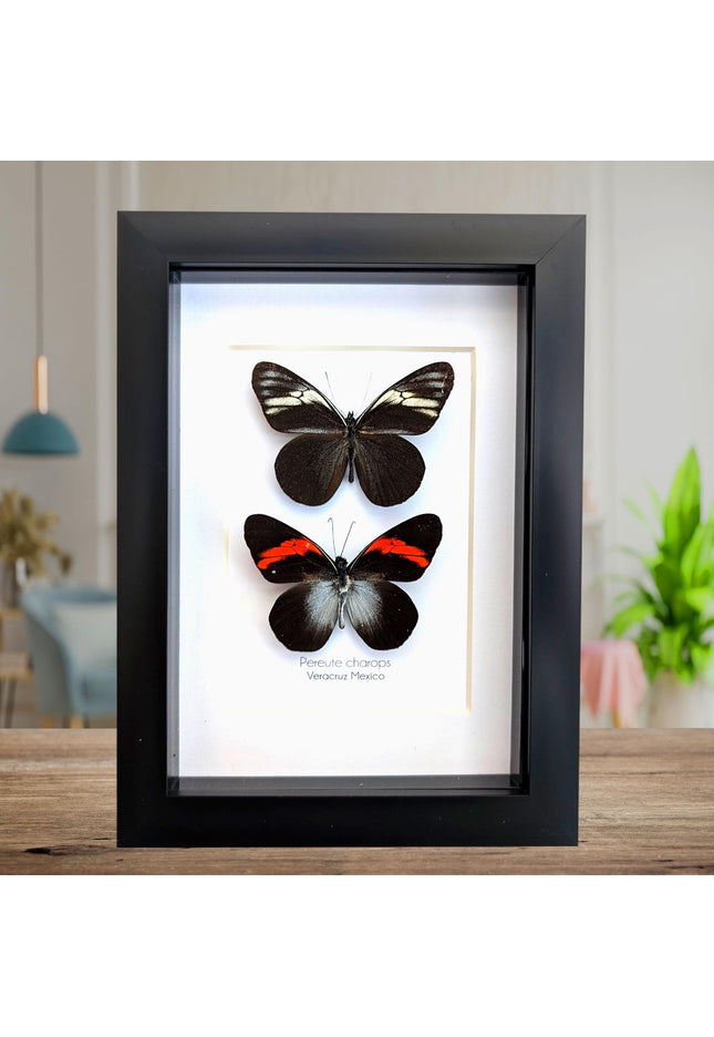 Framed black ghost butterfly pair: ethically sourced nature art