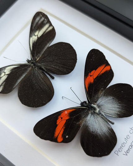 Framed black ghost butterfly pair: ethically sourced nature art