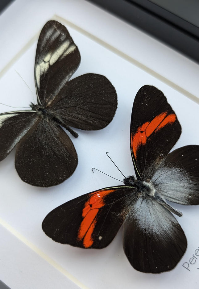 Framed black ghost butterfly pair: ethically sourced nature art
