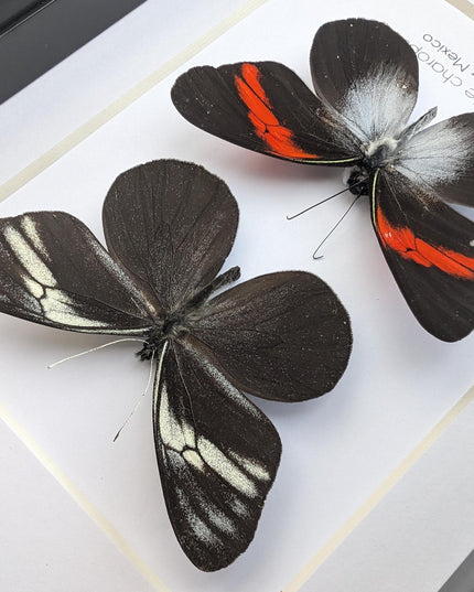 Framed black ghost butterfly pair: ethically sourced nature art