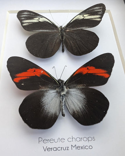Framed black ghost butterfly pair: ethically sourced nature art