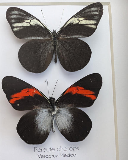 Framed black ghost butterfly pair: ethically sourced nature art