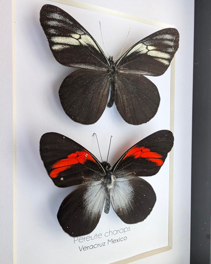 Framed black ghost butterfly pair: ethically sourced nature art