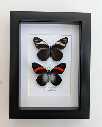 Framed black ghost butterfly pair: ethically sourced nature art