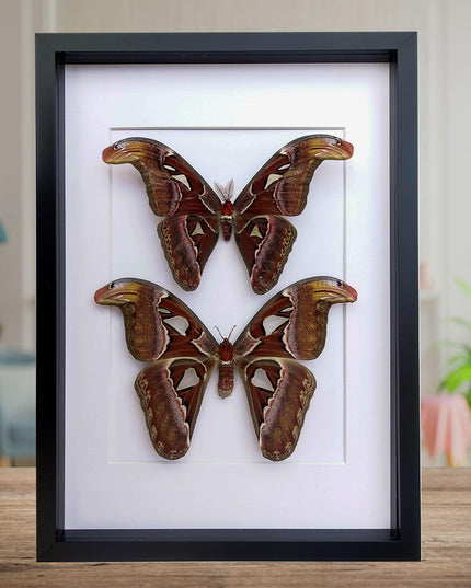 Framed atlas moth pair, taxidermy entomology wall art