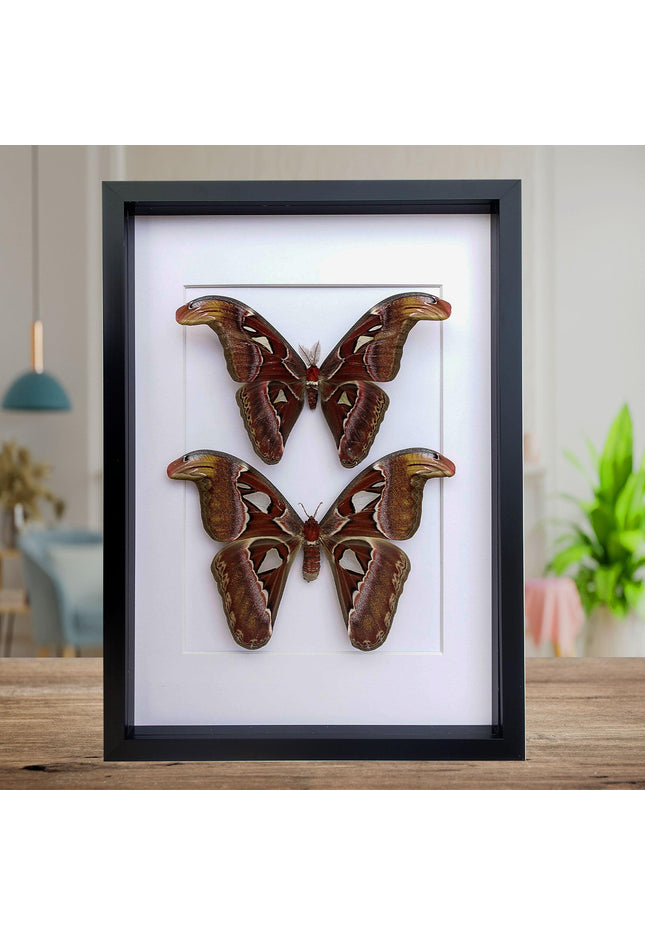 Framed atlas moth pair, taxidermy entomology wall art