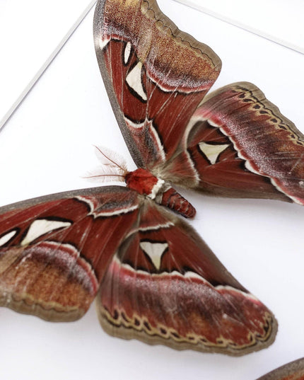 Framed atlas moth pair, taxidermy entomology wall art