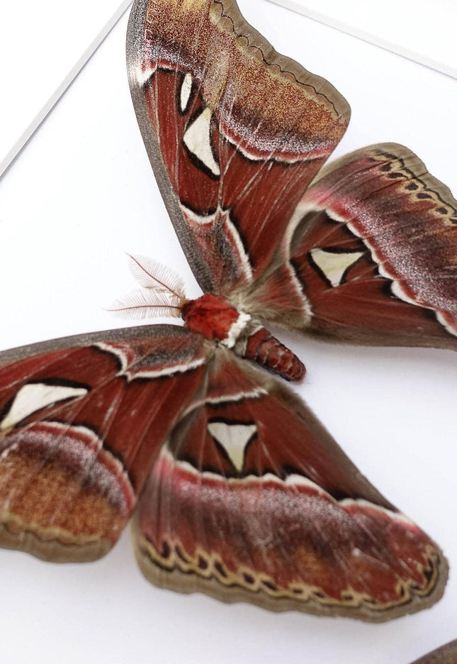Framed atlas moth pair, taxidermy entomology wall art