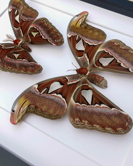 Framed atlas moth pair, taxidermy entomology wall art