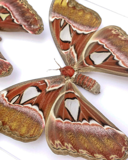 Framed atlas moth pair, taxidermy entomology wall art