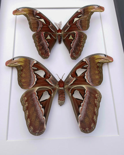 Framed atlas moth pair, taxidermy entomology wall art