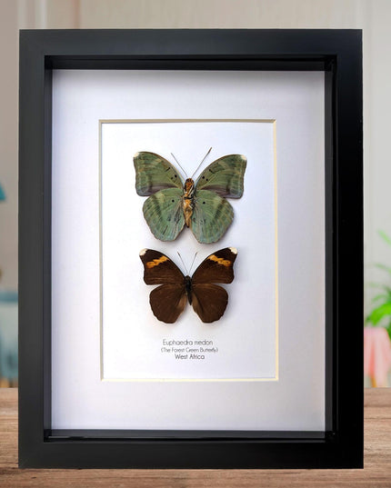 Framed green forester butterfly taxidermy: entomology wall decor (8x10" frame)