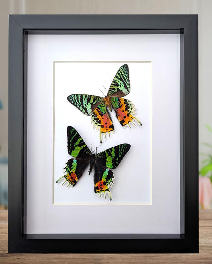 Urania ripheus pair, chrysiridia rhipheus, the madagascan sunset moth, day-flying moth, framed butterfly, taxidermy art, entomology present