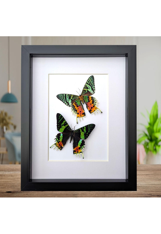Urania ripheus pair, chrysiridia rhipheus, the madagascan sunset moth, day-flying moth, framed butterfly, taxidermy art, entomology present