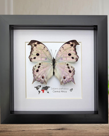 Framed Salamis Butterfly, Central Africa, 6x6"