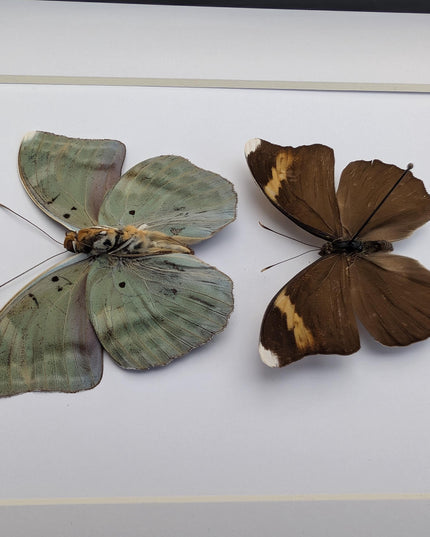 Framed green forester butterfly taxidermy: entomology wall decor (8x10" frame)