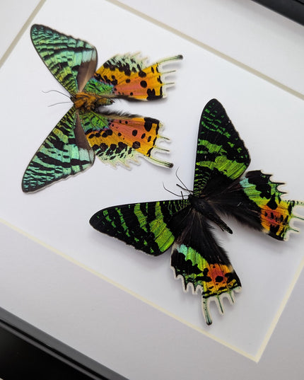Urania ripheus pair, chrysiridia rhipheus, the madagascan sunset moth, day-flying moth, framed butterfly, taxidermy art, entomology present