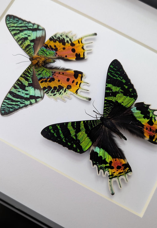 Urania ripheus pair, chrysiridia rhipheus, the madagascan sunset moth, day-flying moth, framed butterfly, taxidermy art, entomology present