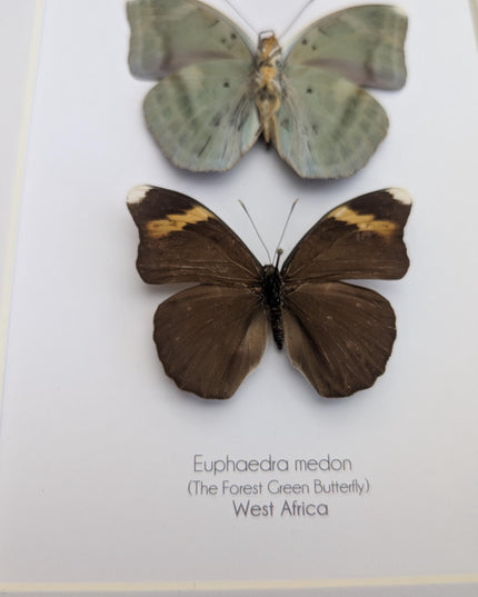 Framed green forester butterfly taxidermy: entomology wall decor (8x10" frame)