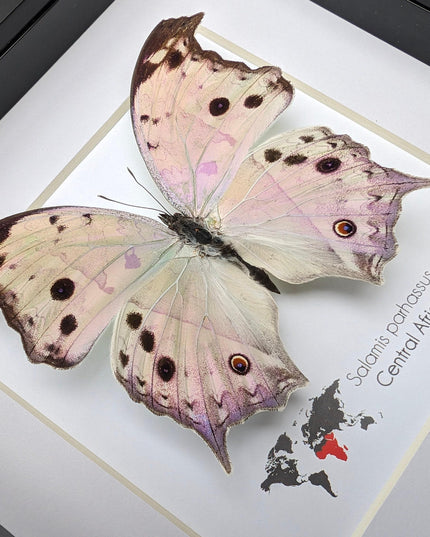 Framed Salamis Butterfly, Central Africa, 6x6"