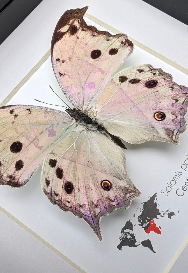 Framed Salamis Butterfly, Central Africa, 6x6"