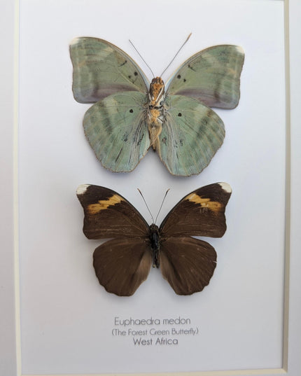 Framed green forester butterfly taxidermy: entomology wall decor (8x10" frame)