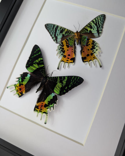 Urania ripheus pair, chrysiridia rhipheus, the madagascan sunset moth, day-flying moth, framed butterfly, taxidermy art, entomology present