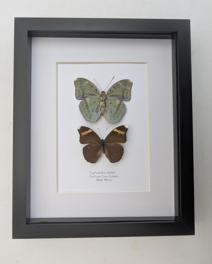 Framed green forester butterfly taxidermy: entomology wall decor (8x10" frame)