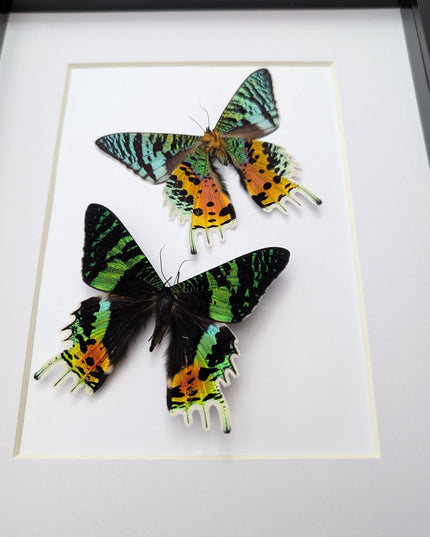 Urania ripheus pair, chrysiridia rhipheus, the madagascan sunset moth, day-flying moth, framed butterfly, taxidermy art, entomology present
